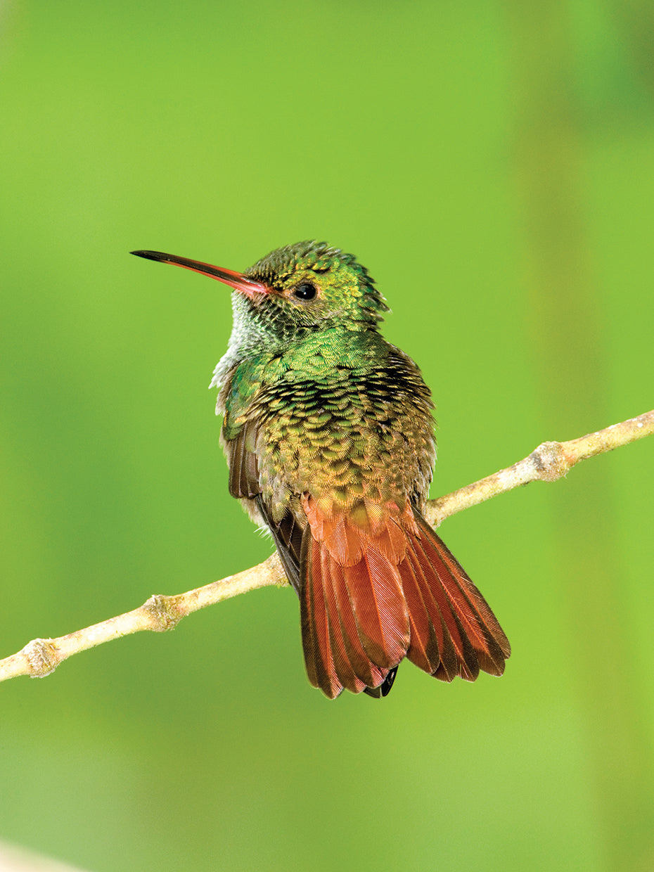 Colibrí esponjoso Lienzo