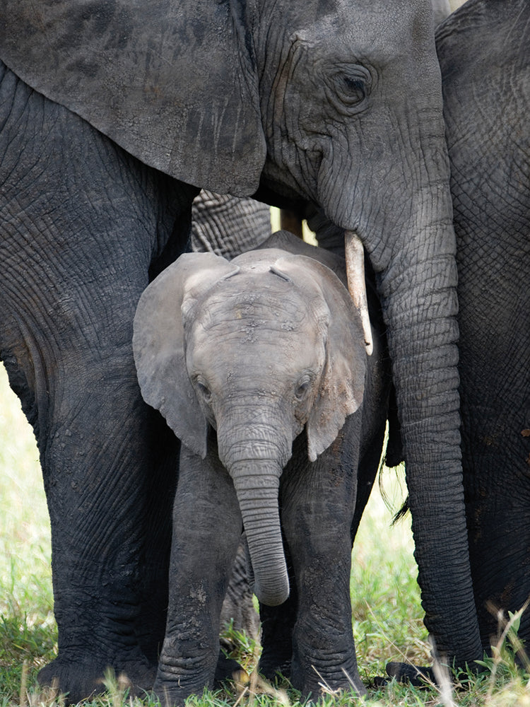 Love My Mom Elephant