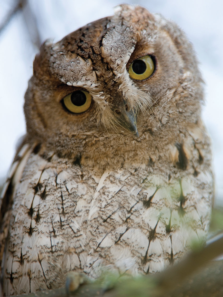 Looking Here Owl