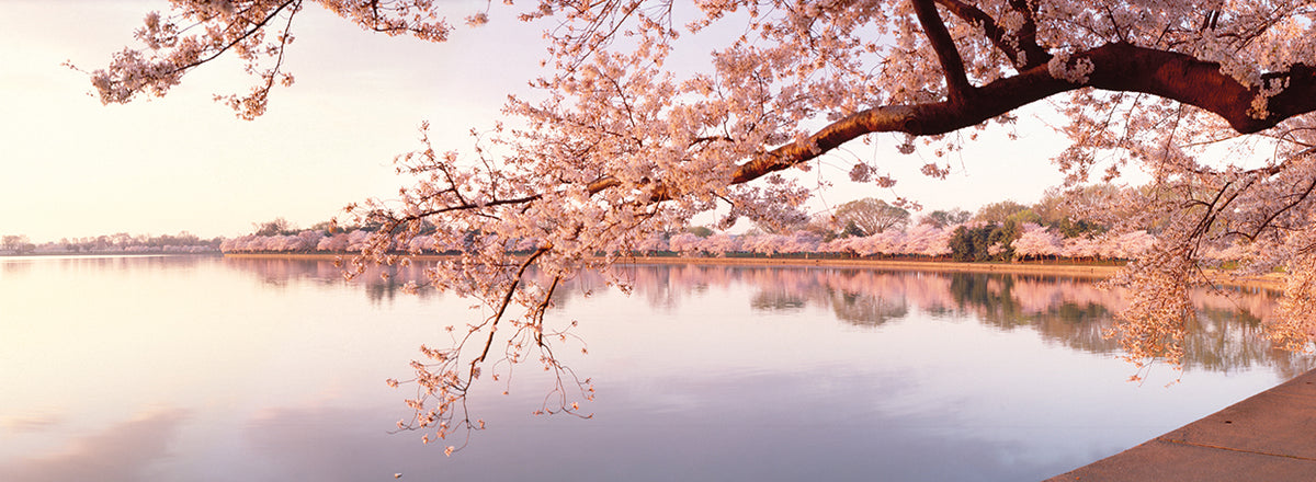 Pink of Me in DC
