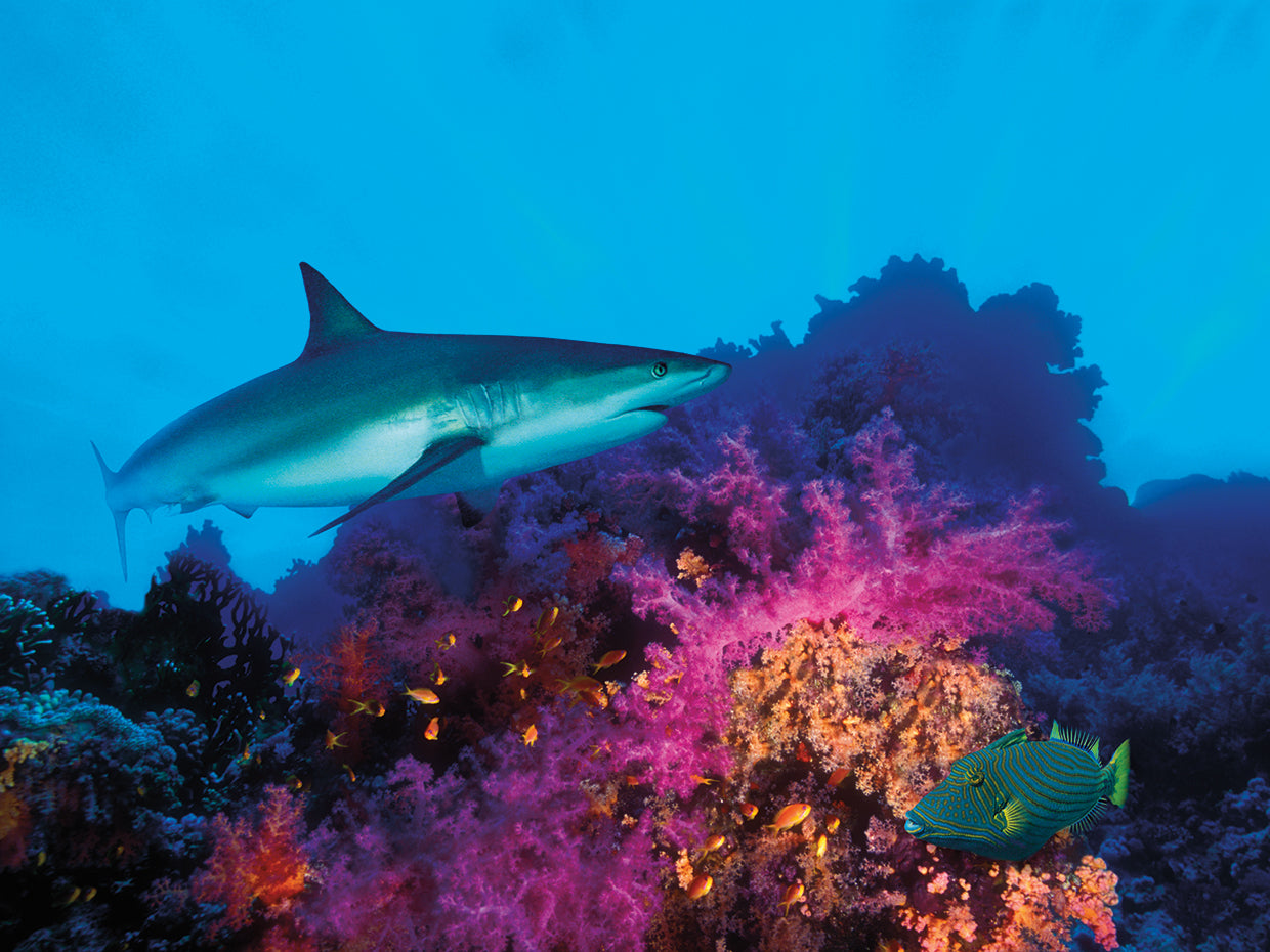 Tropical Reef Shark