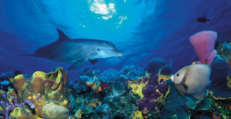 Delfín de arrecife de coral Lienzo