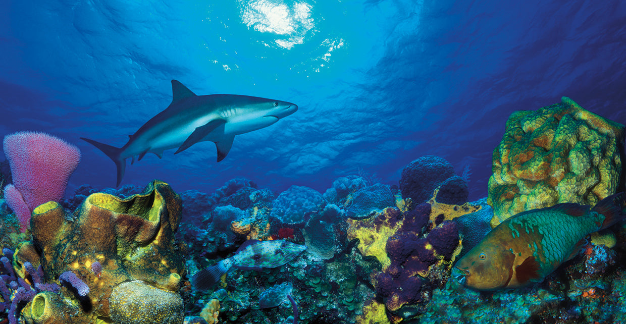 Tiburón de aguas cálidas Lienzo