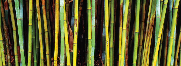 Florida Bamboo Trees