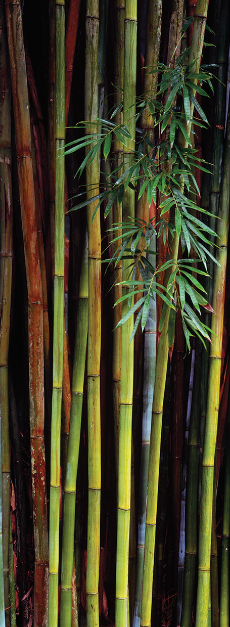 Botanical Garden Bamboo