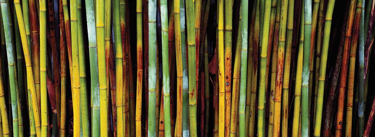 Tropical Florida Bamboo