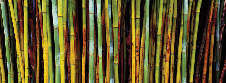 Tropical Florida Bamboo