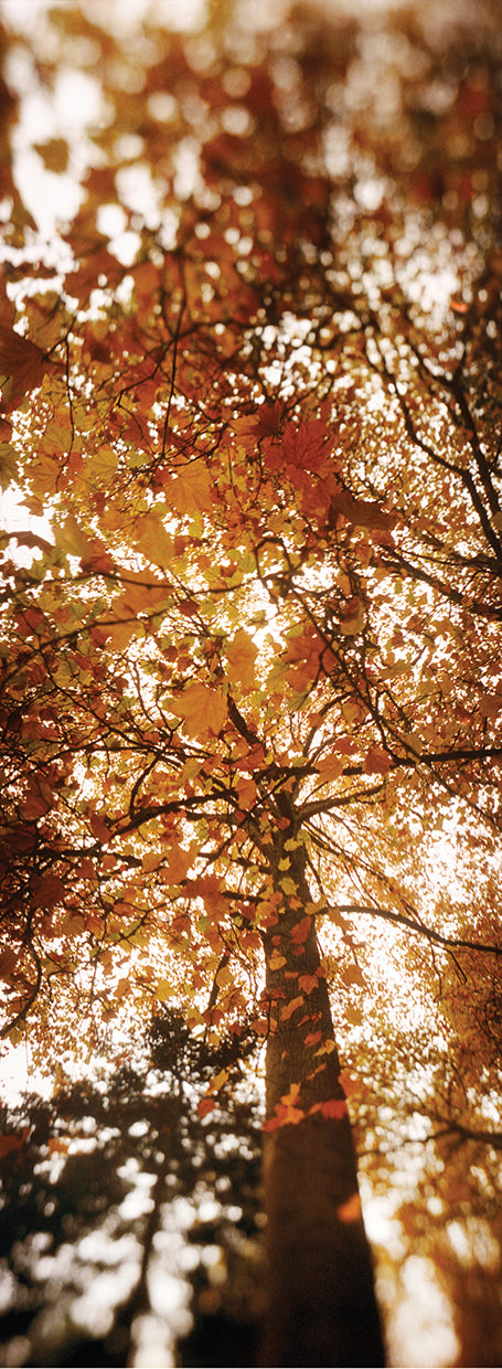 Parque de otoño de Seattle Lienzo
