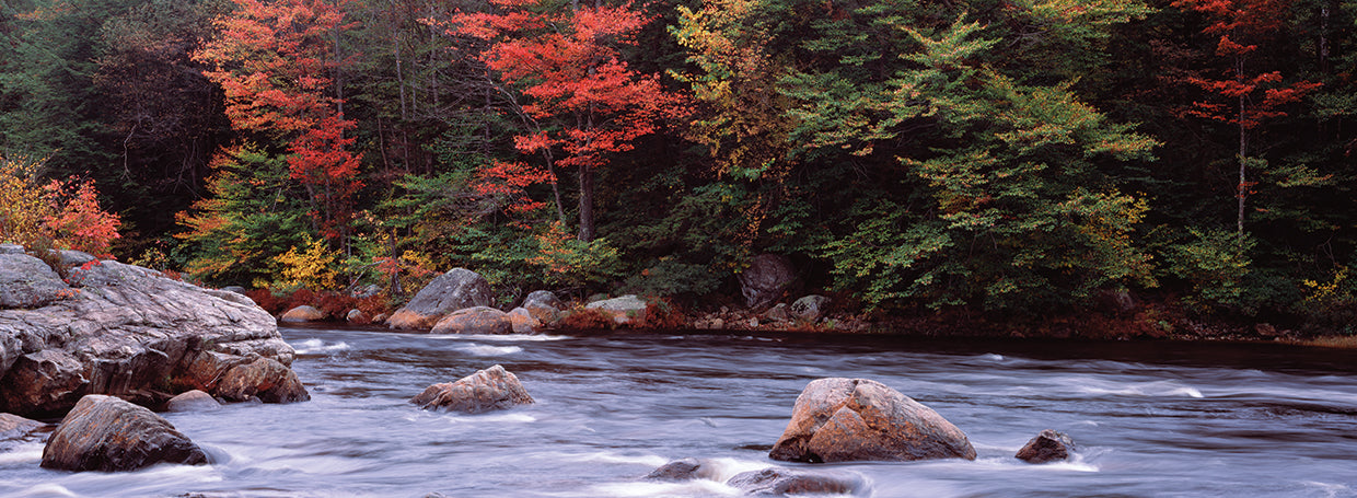 Moose River corriendo Lienzo