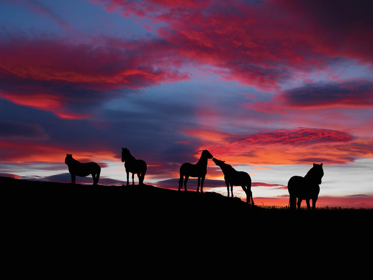 Yeguas nocturnas en Islandia Lienzo