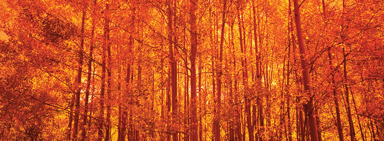 Bueno AM Colorado Aspens Lienzo