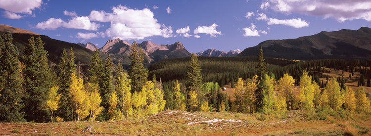 Caminata por el bosque de Aspen Lienzo
