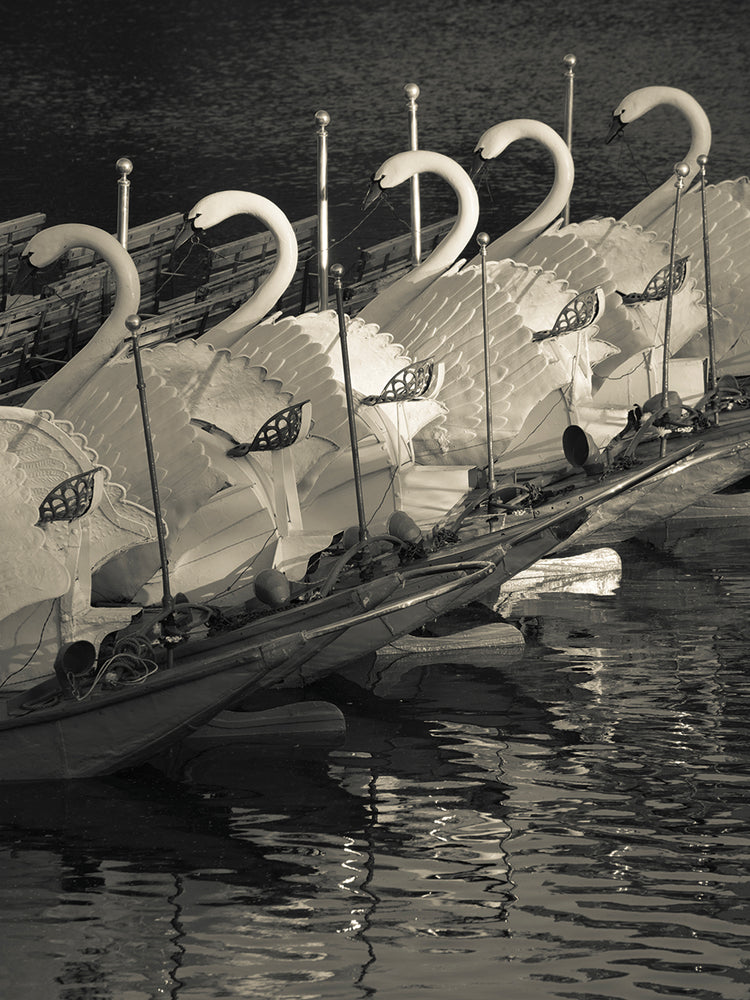 Boston Swan Boats