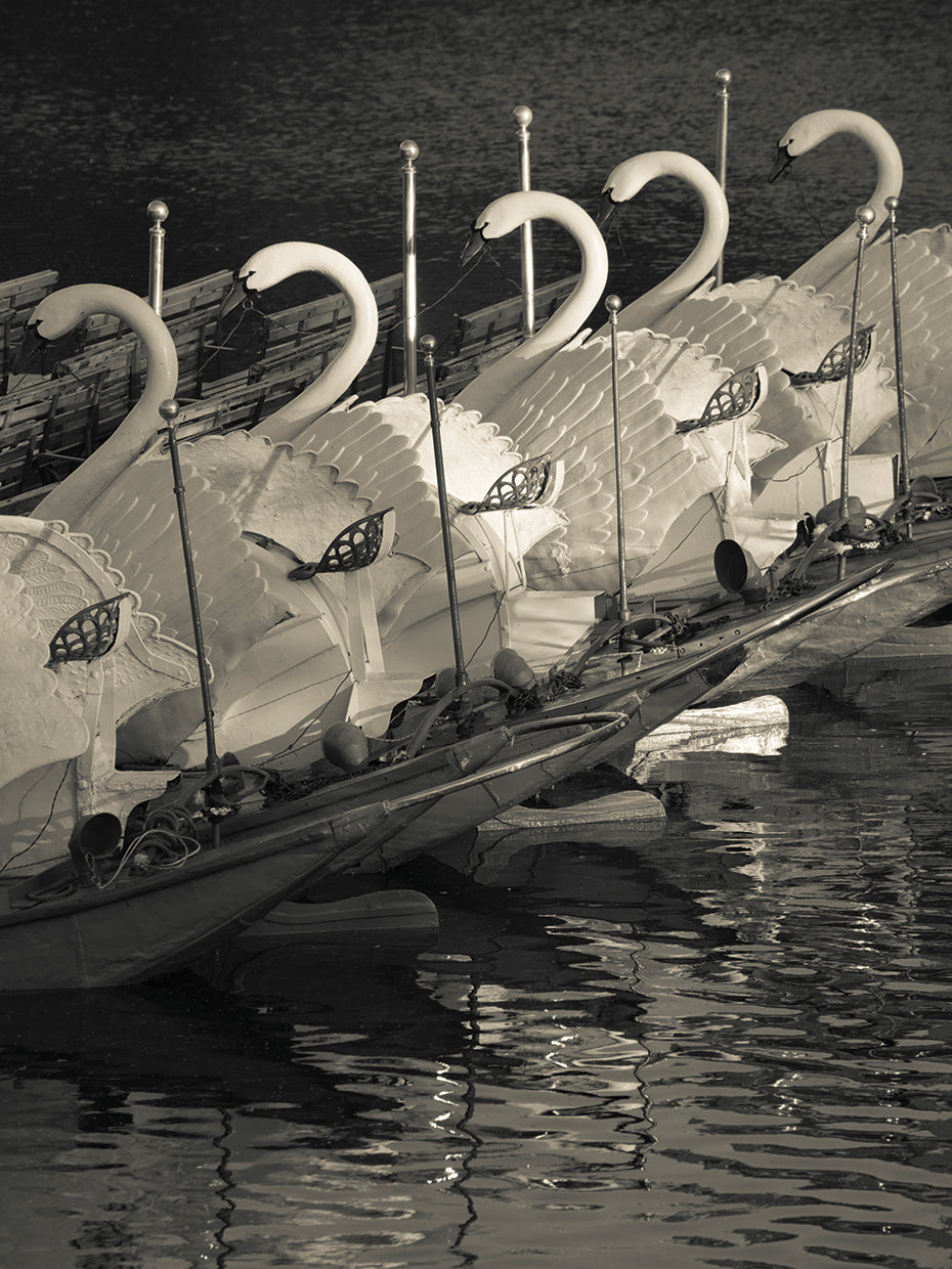 Boston Swan Boats