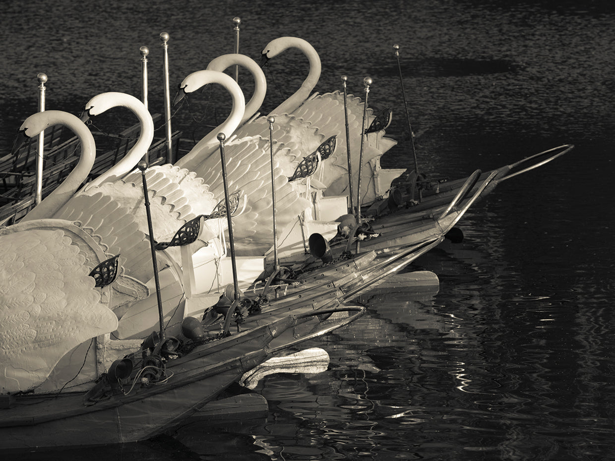 Barcos de cisne de río Lienzo