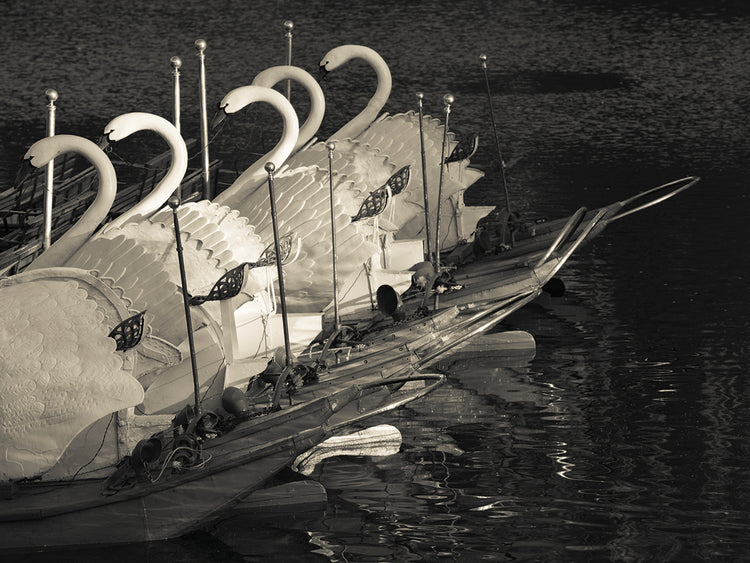 Barcos de cisne de río Lienzo
