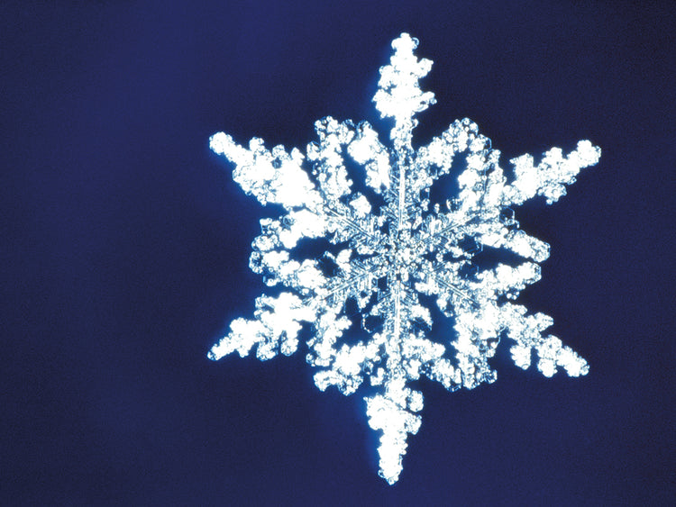 Winer Wonder Copo de nieve Lienzo