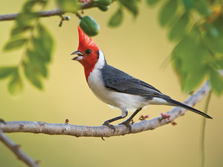 Cardenal de la selva tropical Lienzo
