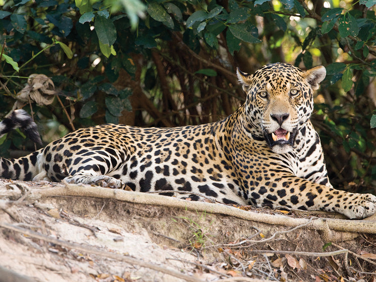 Jaguar de día perezoso Lienzo