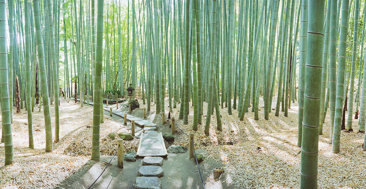 Japanese Big Bamboo