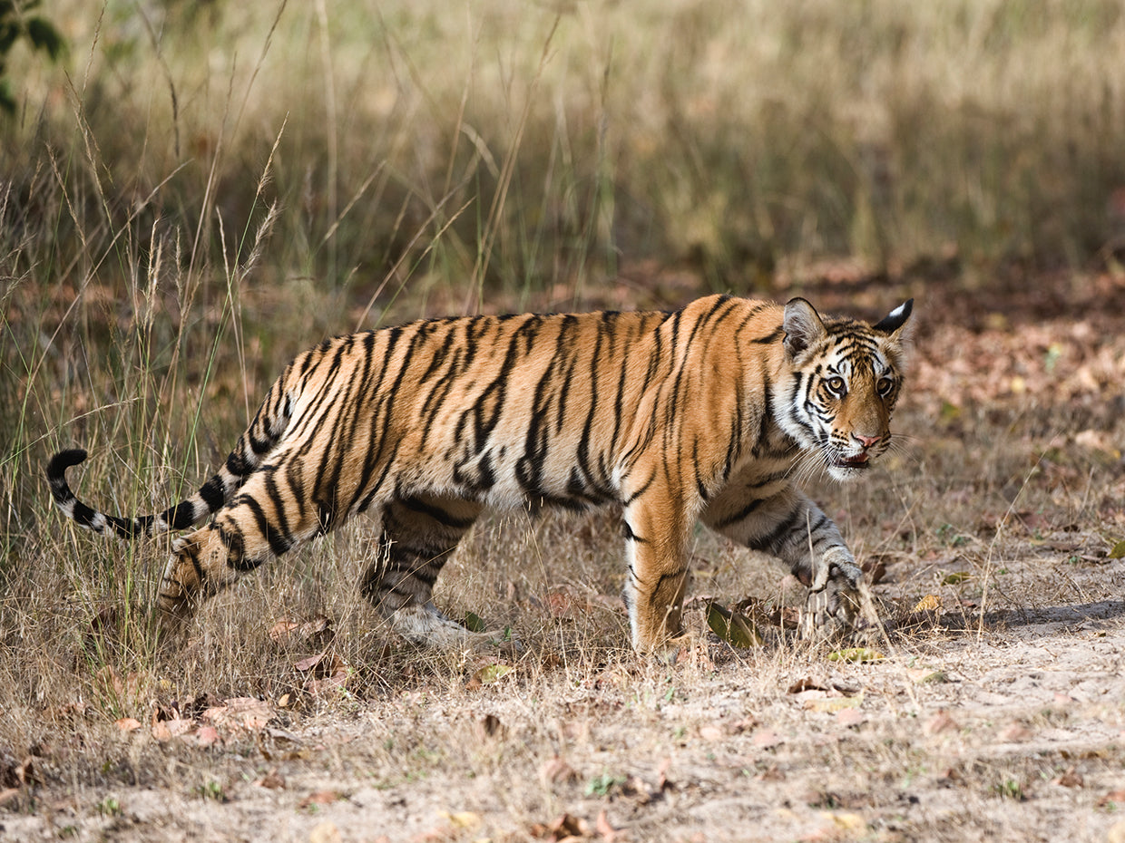 Tigre de rayas exóticas Lienzo