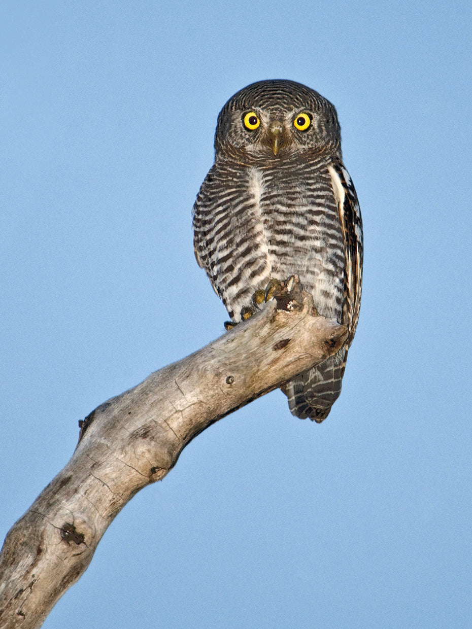 Búho posado indio Lienzo
