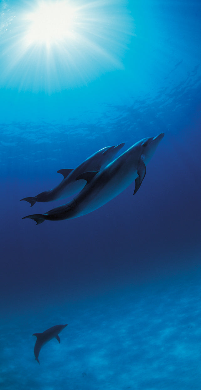 Delfines azules dúo Lienzo