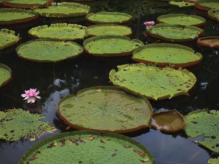 Nice Pad Waterlilies Lienzo