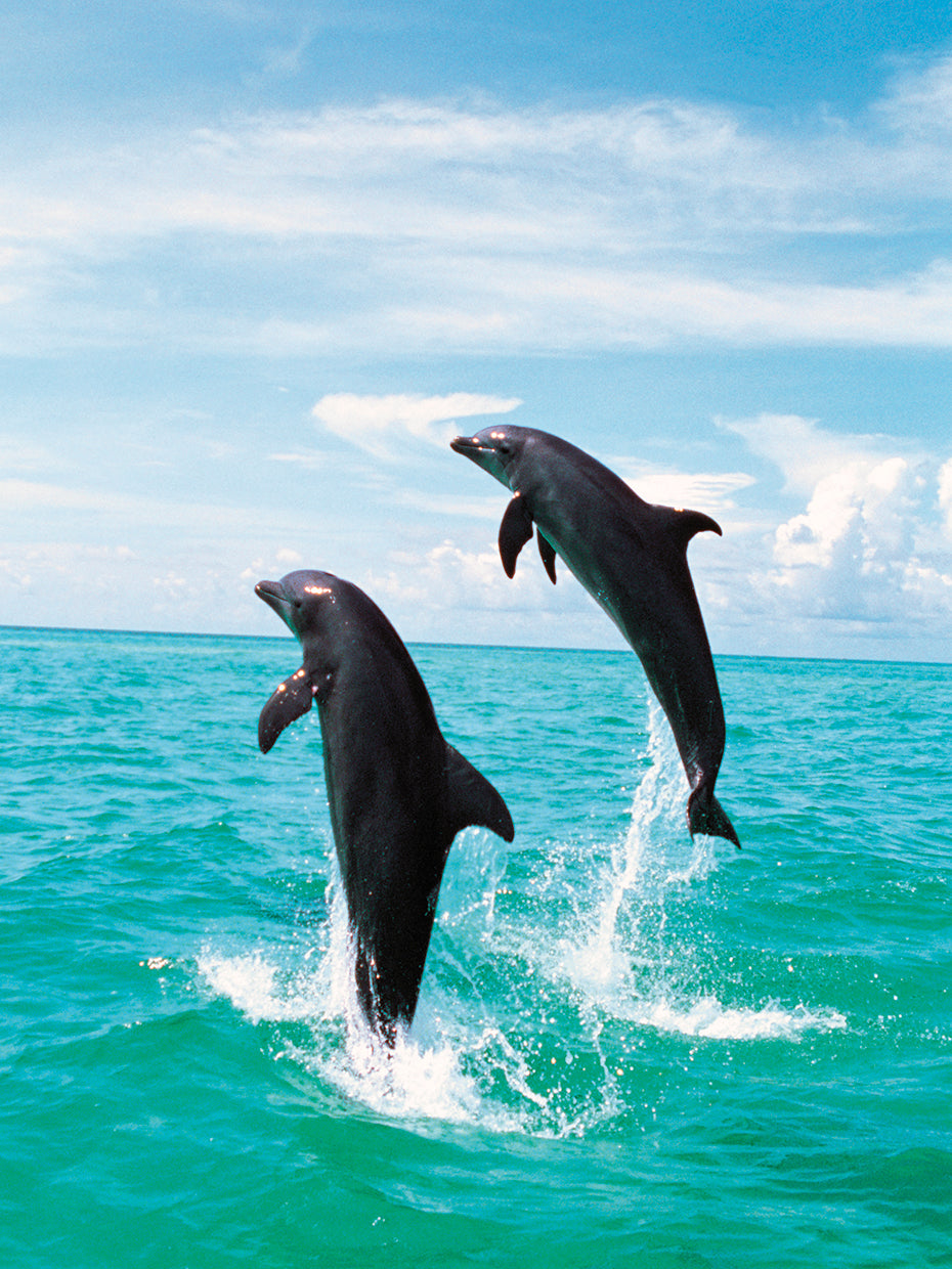 Delfines Ocean Jump Lienzo