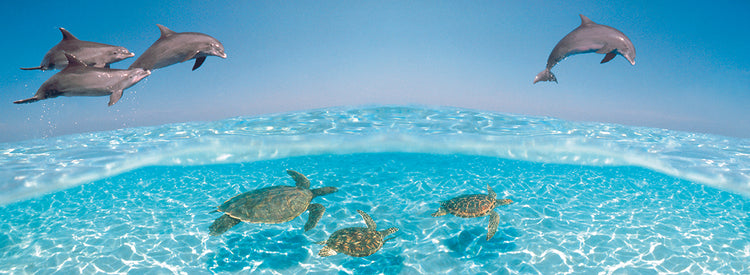 Ocean Turtle Family