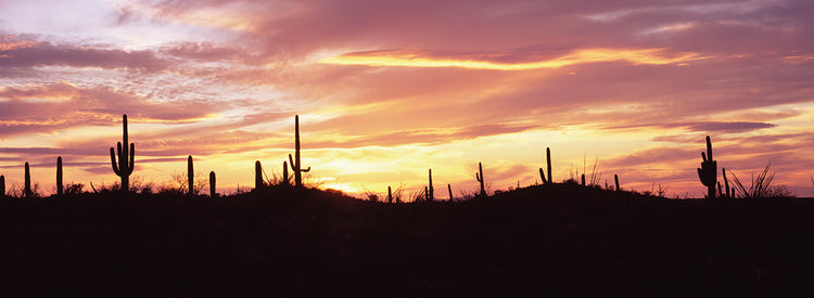 Tucson Sunset Cacti