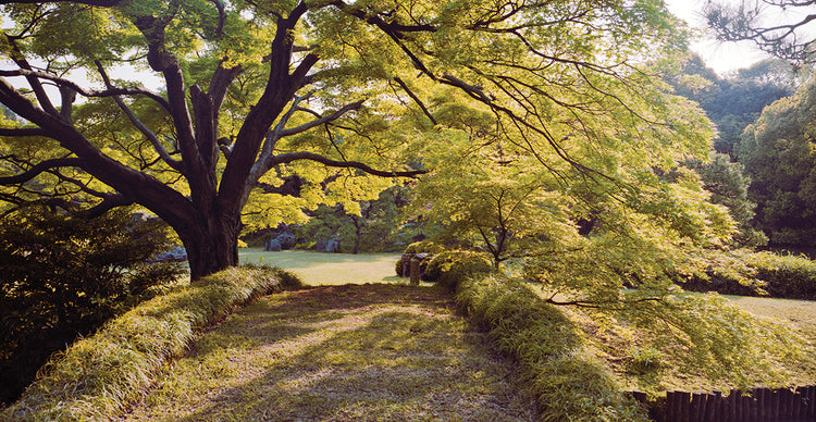 Árboles de jardín japoneses Lienzo