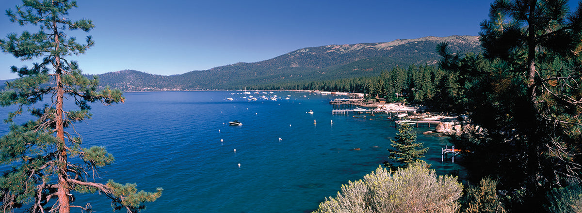 Tahoe Summe Forest