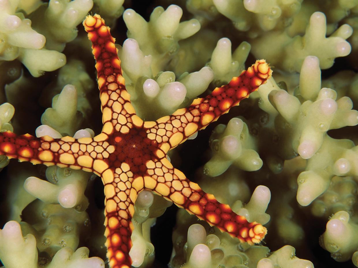 Estrella de mar de Maldivas Lienzo