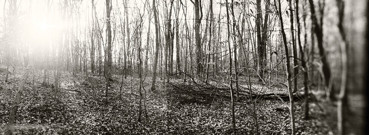 Bosque tranquilo de Pocono Lienzo