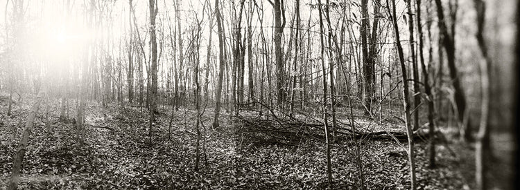 Bosque tranquilo de Pocono Lienzo