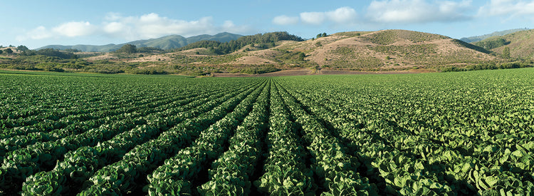 Cosecha de coles de California Lienzo