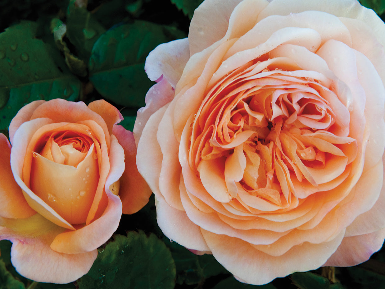 Pétalos de rosa melocotón Lienzo