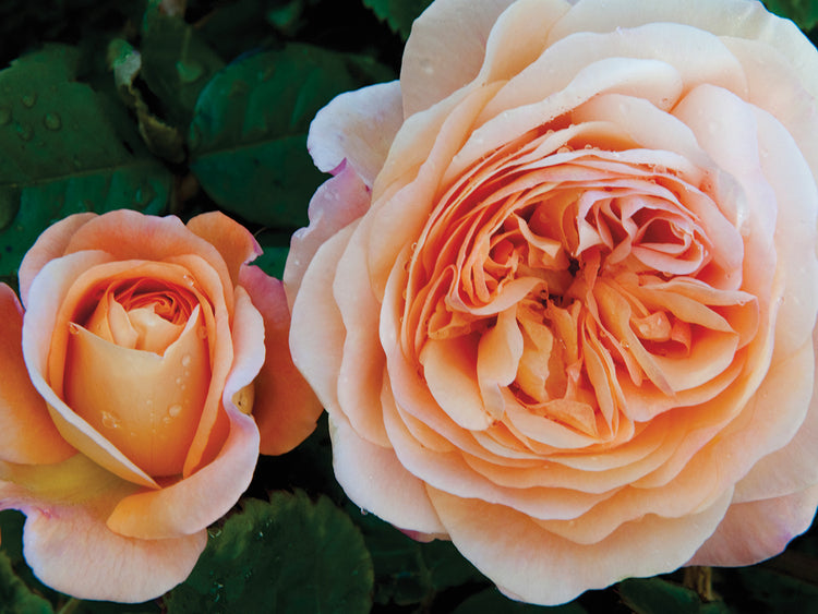 Pétalos de rosa melocotón Lienzo