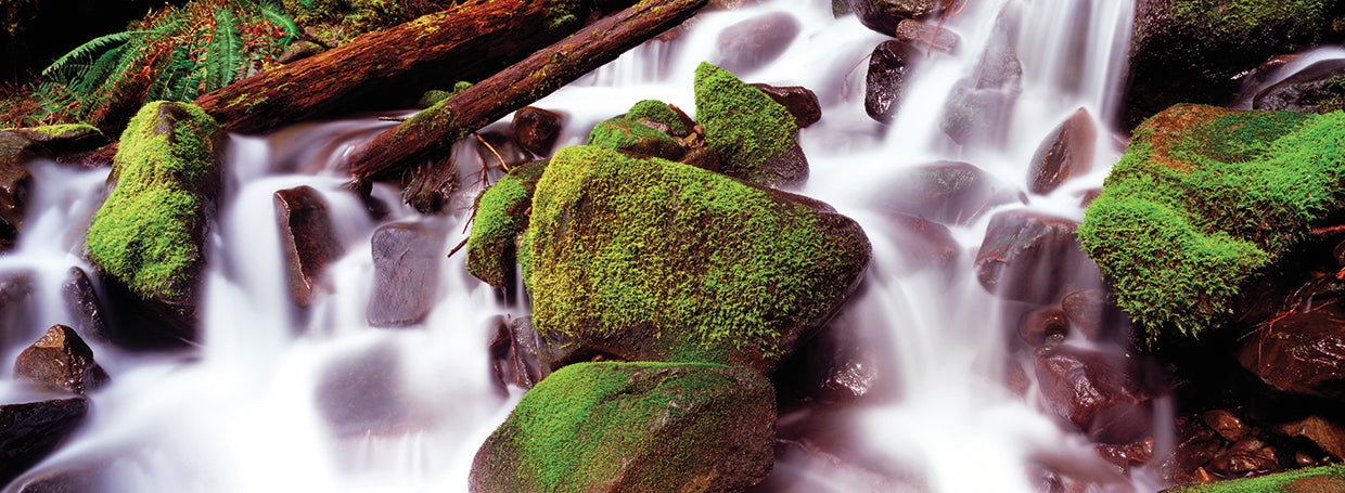 Rocas olímpicas de la selva tropical Lienzo