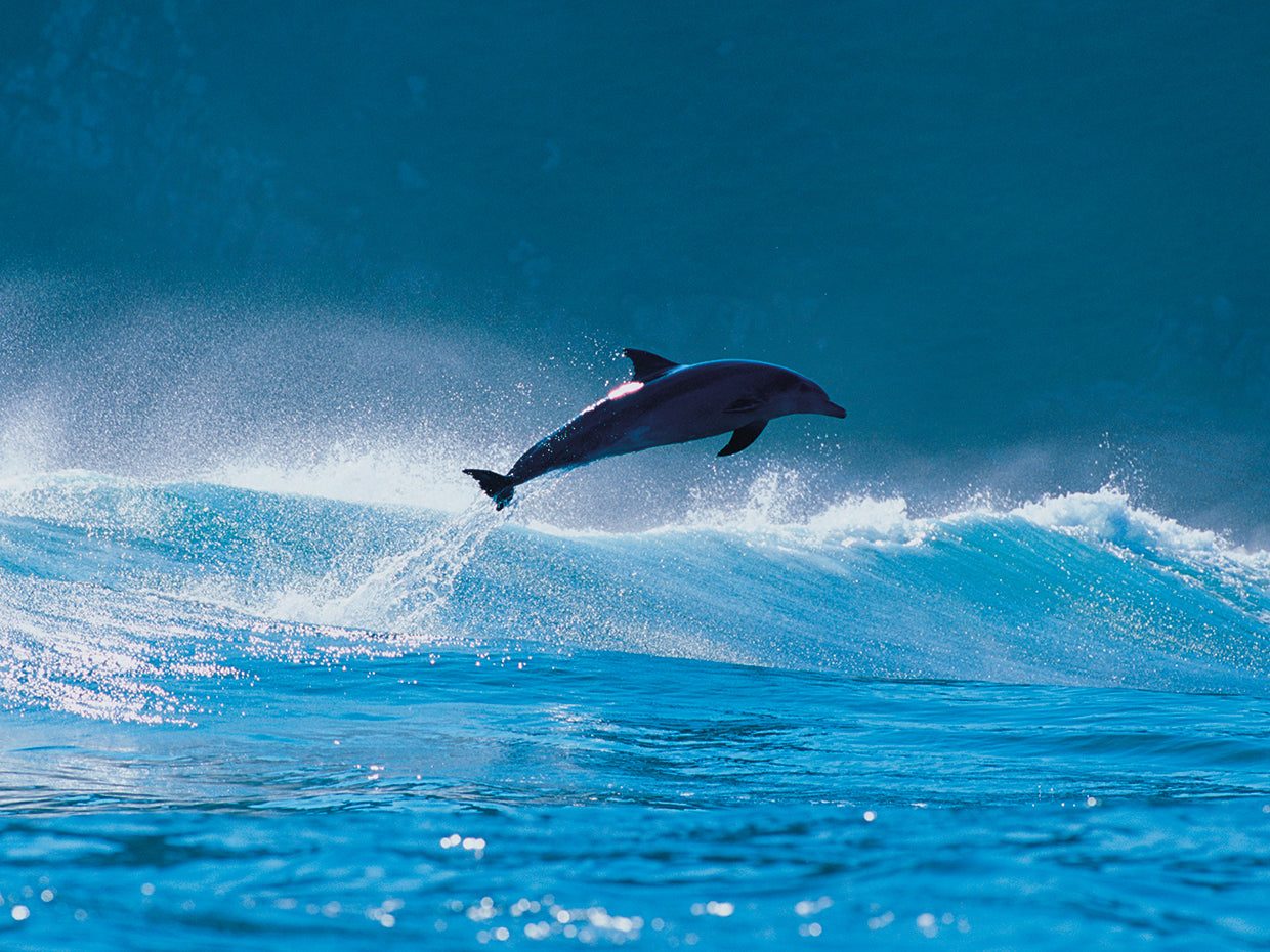 Wave Jumper Dolphin