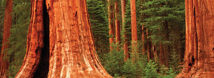 Bosque antiguo de Sequoia Lienzo