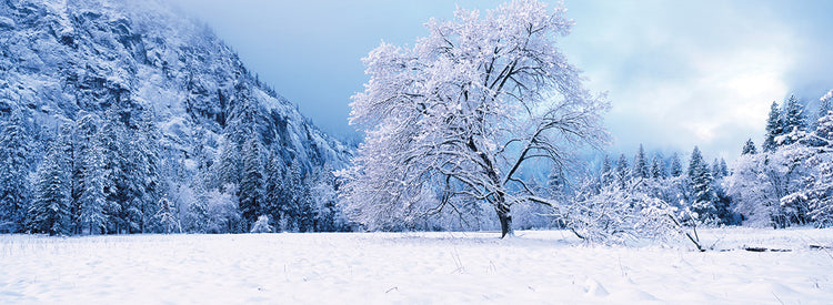 Roble fresco de Frost Valley Lienzo