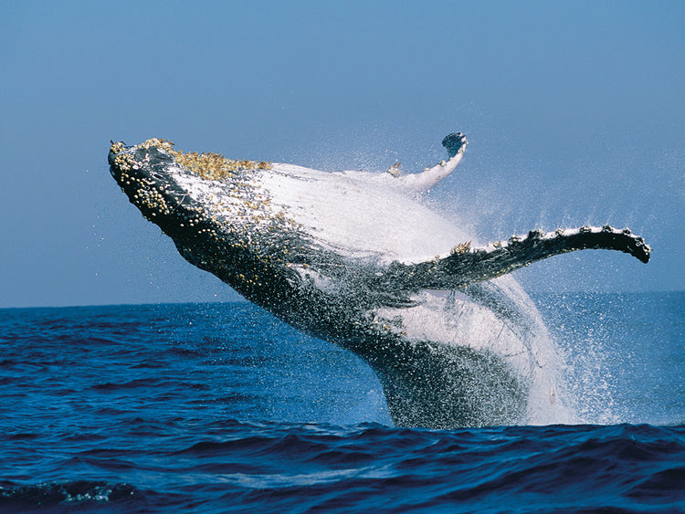 Ballena salpicada costera Lienzo