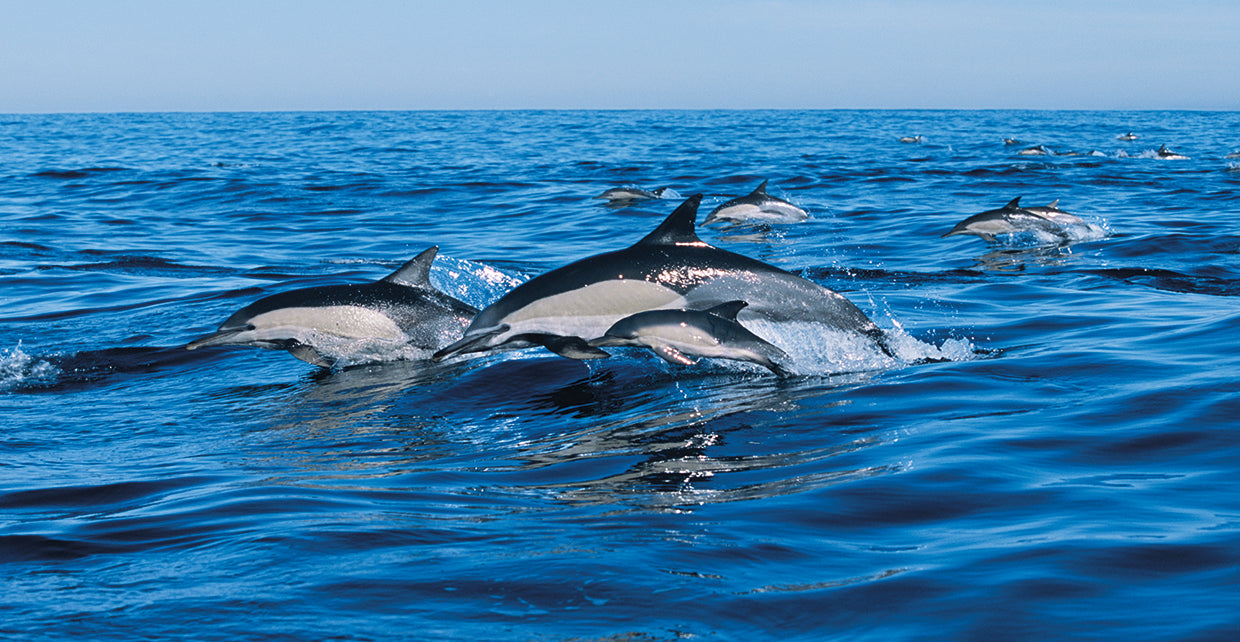 Dolphin Pacific Pod