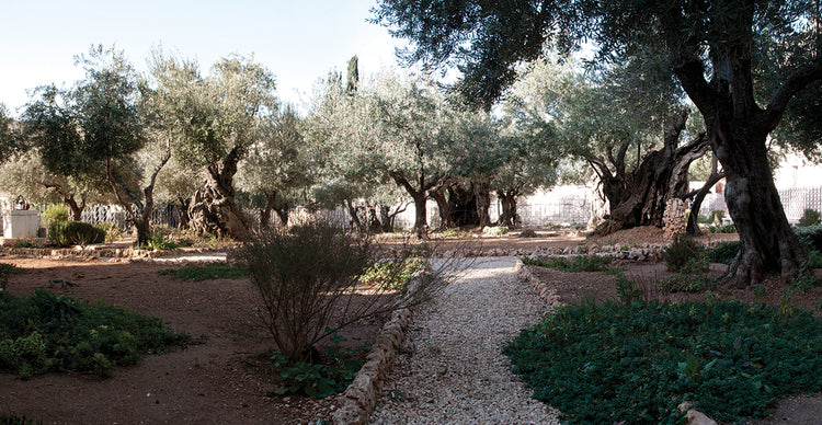 Ancient Jerusalem Garden