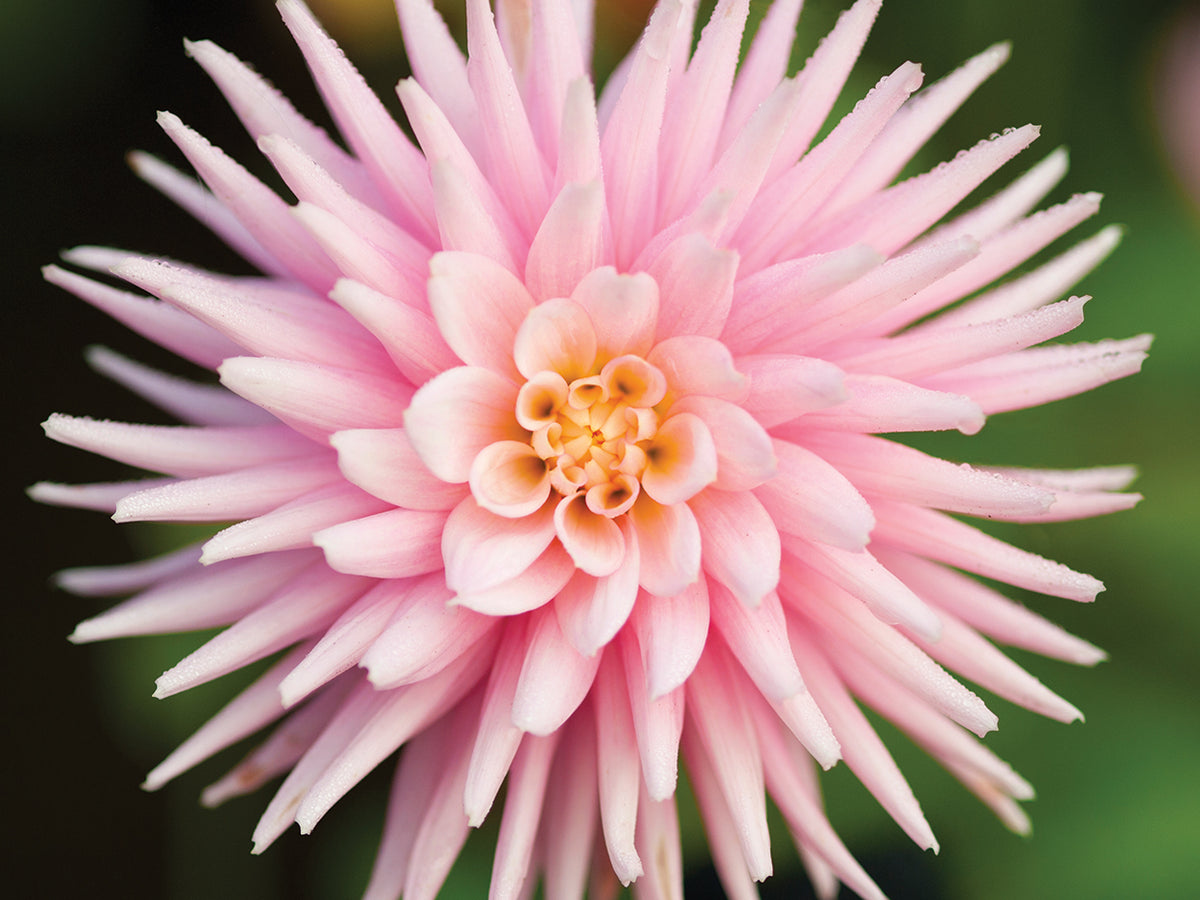 Big Pink Petals Dahlia