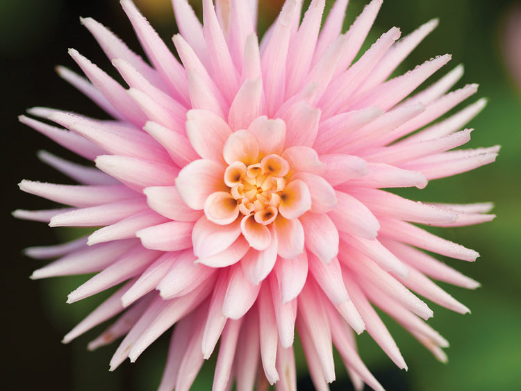 Grandes pétalos de rosa dalia Lienzo