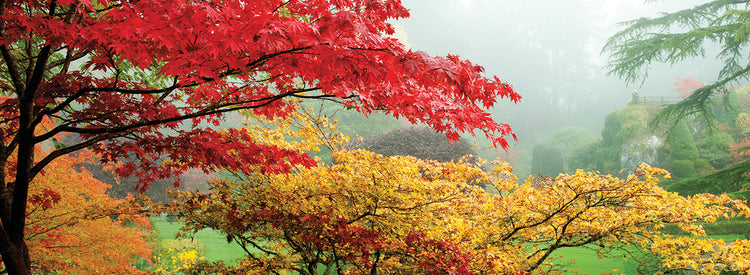 Autumn Garden Victoria