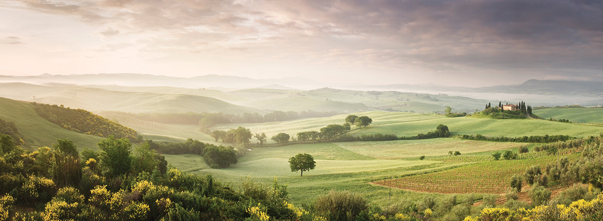 Tuscan Foggy Field